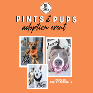 orange flyer for a pints & pups dog adoption event at thorn mission hills