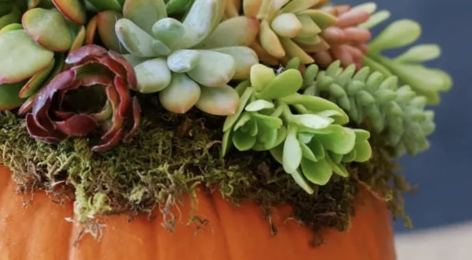 photo of a pumpkin with succulents coming out of the top of the pumpkin